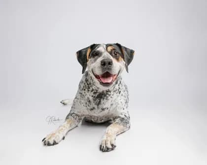 Daisy - Breed information is not provided by this shelter mix