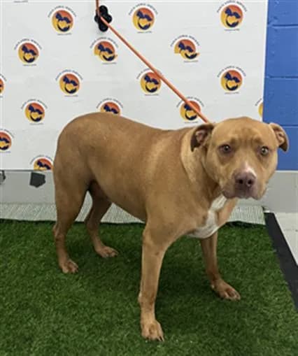 Buttercup - Pit Bull Terrier