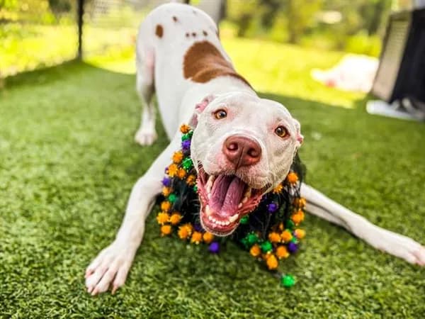 Puppy 2.0 - Breed information is not provided by this shelter