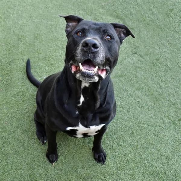 Apache - Labrador Retriever mix