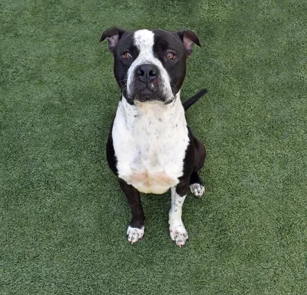 Marley - American Staffordshire Terrier