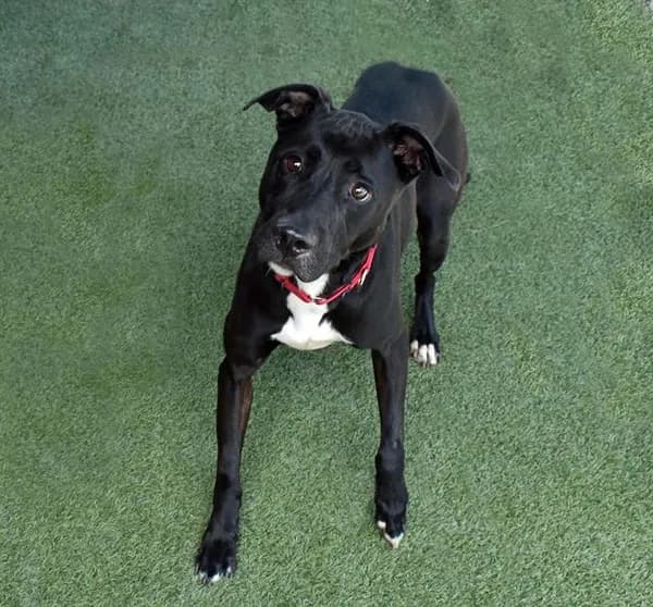 Poppa - Labrador Retriever mix