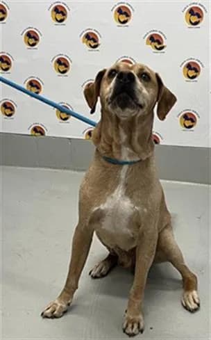 Wayne - English Coonhound (Redtick Coonhound)