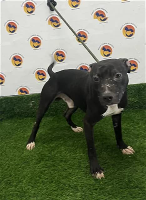 Cane - Pit Bull Terrier mix