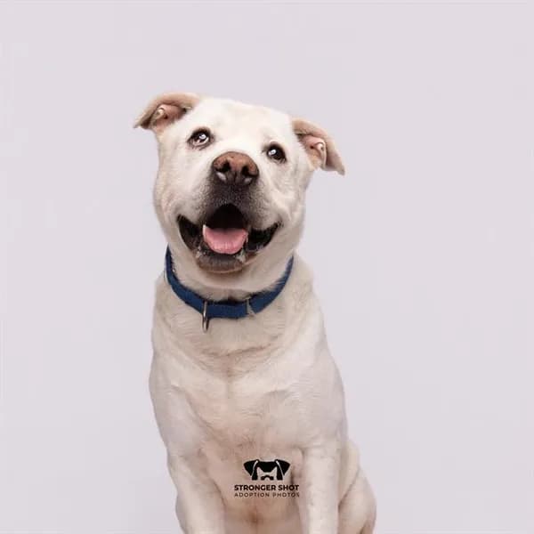 Milo - Labrador Retriever mix
