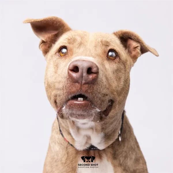 Winnie - Breed information is not provided by this shelter