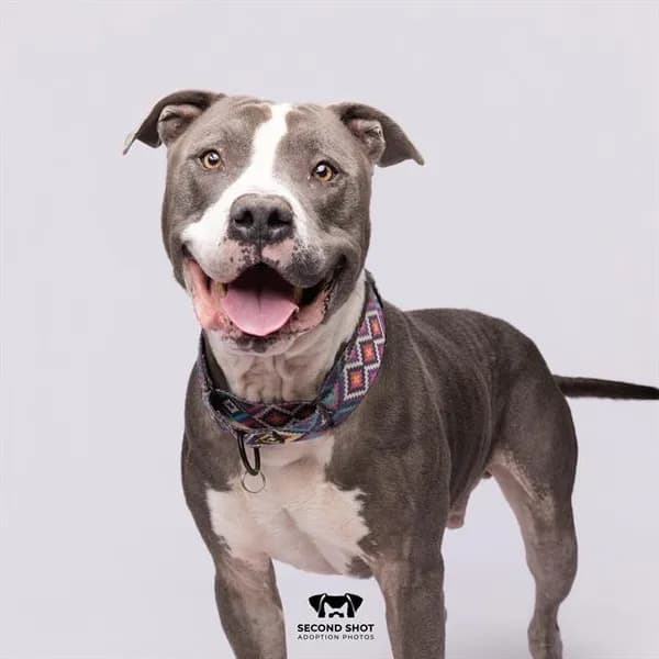 Rich - American Bulldog