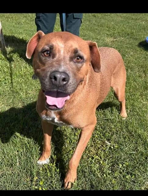 Bam Bam - Bulldog mix