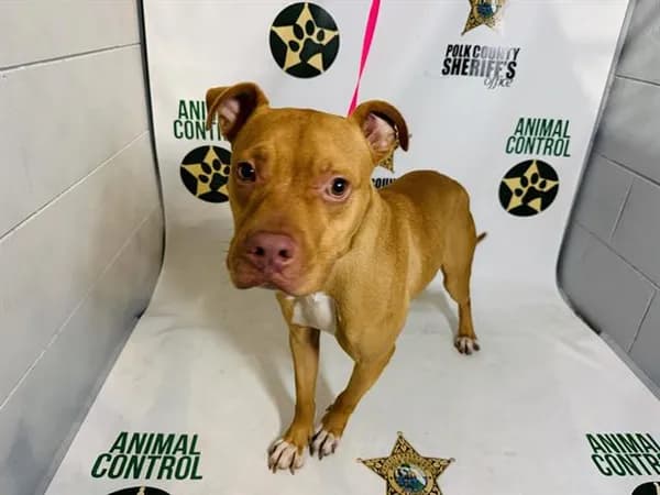 Hunter - Bulldog mix
