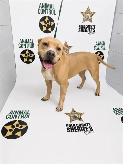 Toast - Bulldog mix