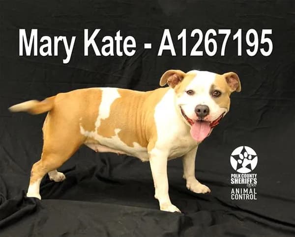 Mary Kate - Bulldog mix
