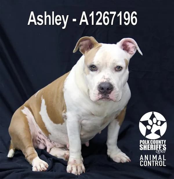 Ashley - Bulldog mix
