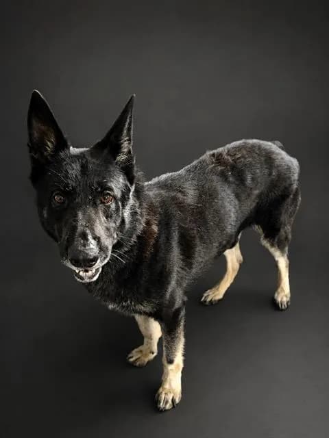 George - German Shepherd Dog
