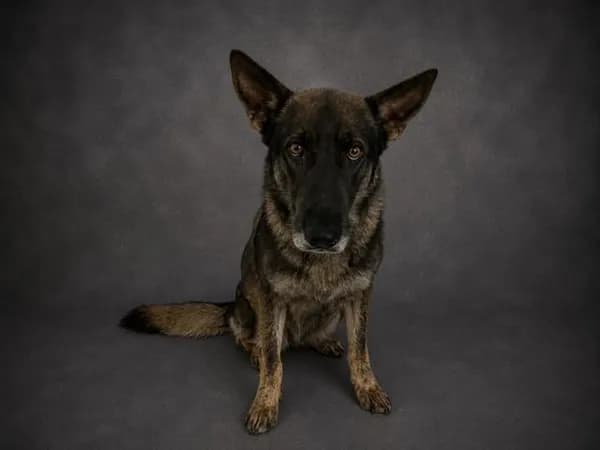 Bruizer - German Shepherd Dog
