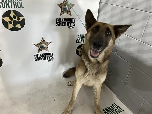 Blitzy - German Shepherd Dog