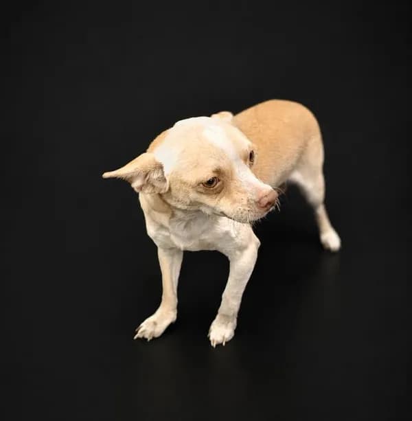 Tanner - Chihuahua - Smooth Coated