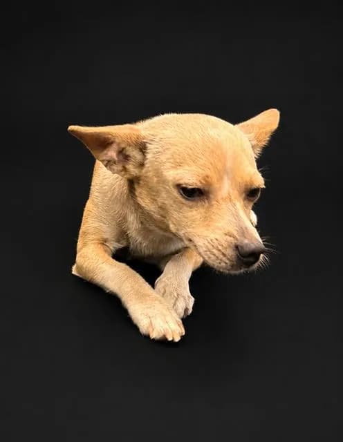 Melvin - Chihuahua - Smooth Coated