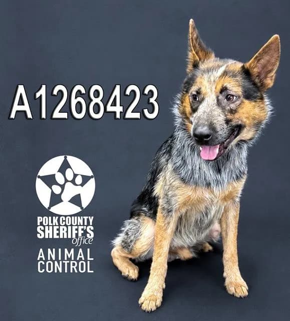 Bluey - Australian Cattle Dog mix