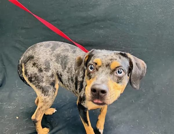 Joy - Catahoula Leopard Hound