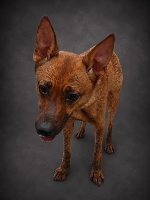 Arya - German Shepherd Dog mix