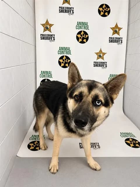 Duke - German Shepherd Dog mix