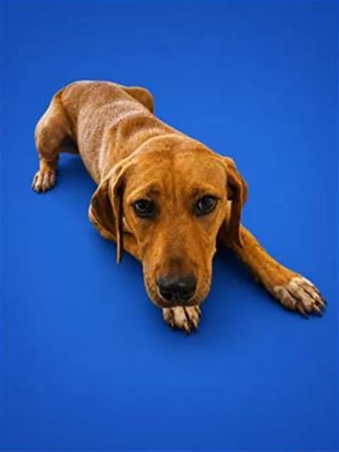 Mable - Cur mix