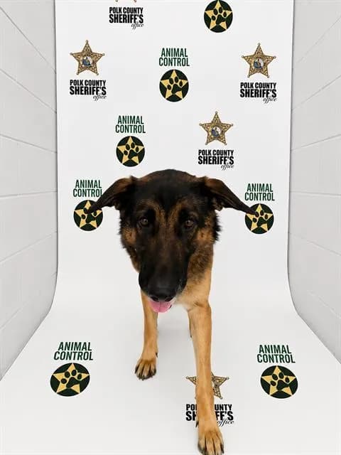 Willa - German Shepherd Dog mix