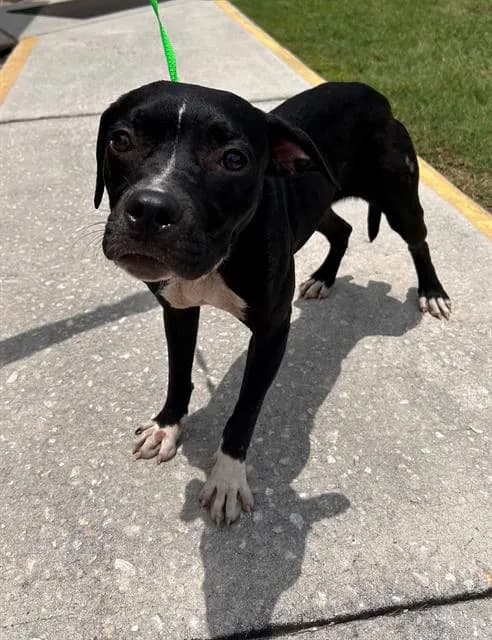 Daisy Mae - Cur mix