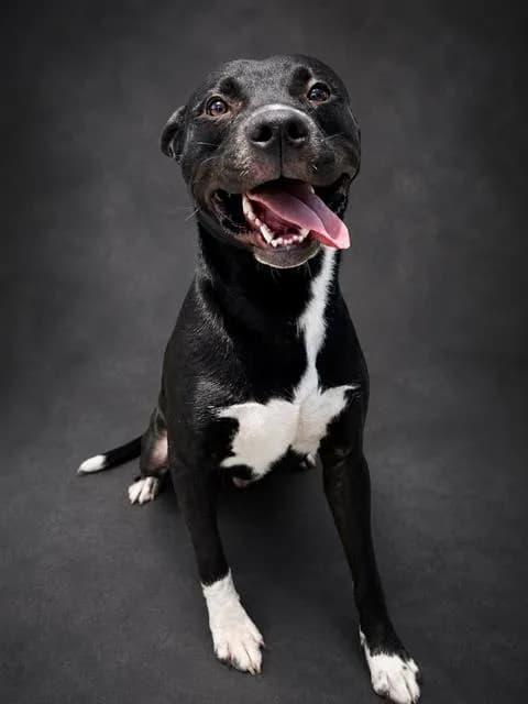 Chicken Little - Bulldog mix