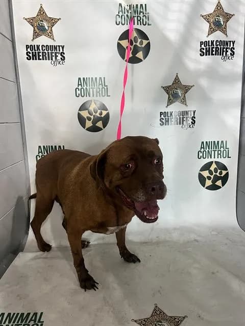 Bobby - American Bulldog mix