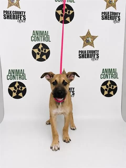 Russel - German Shepherd Dog mix