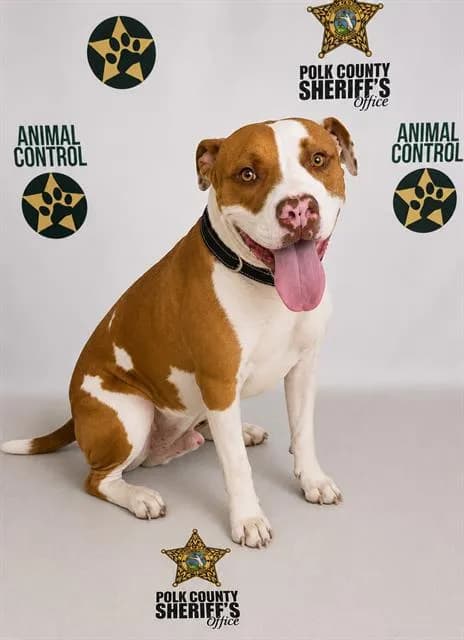 Bronco - American Bulldog mix