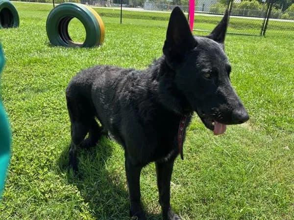 Rodeo - German Shepherd Dog