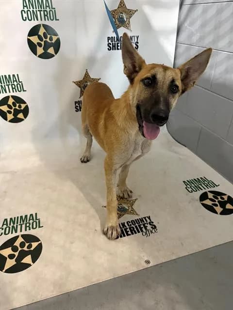 Hayden - Belgian Malinois mix