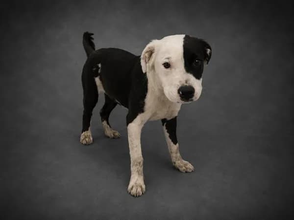 Ridoc - Bulldog mix
