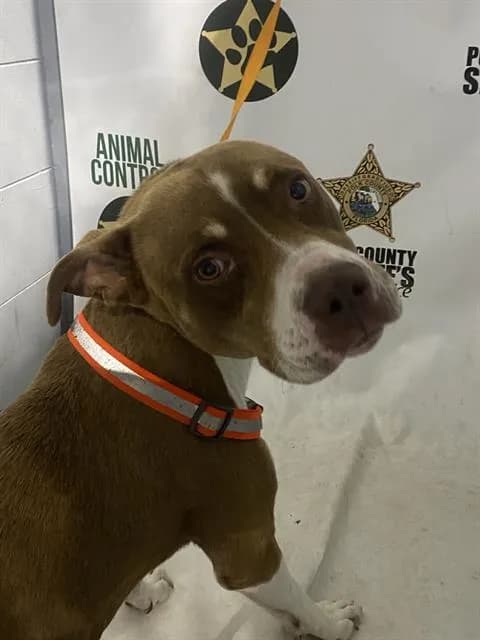 Unnamed - American Bulldog mix