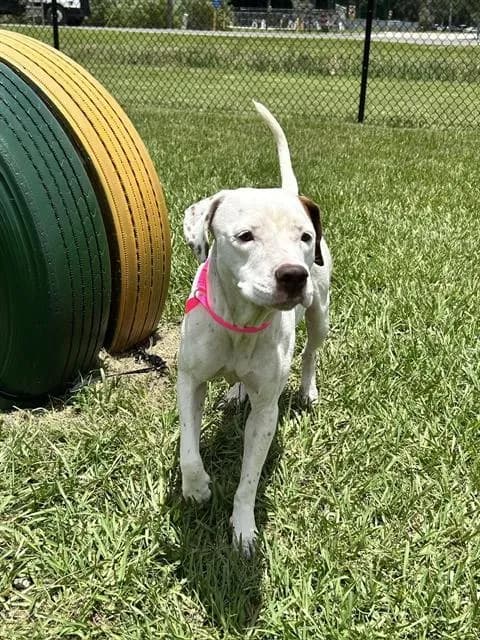 Bonnie - Labrador Retriever mix