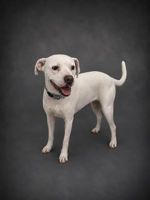 Solina - Bulldog mix