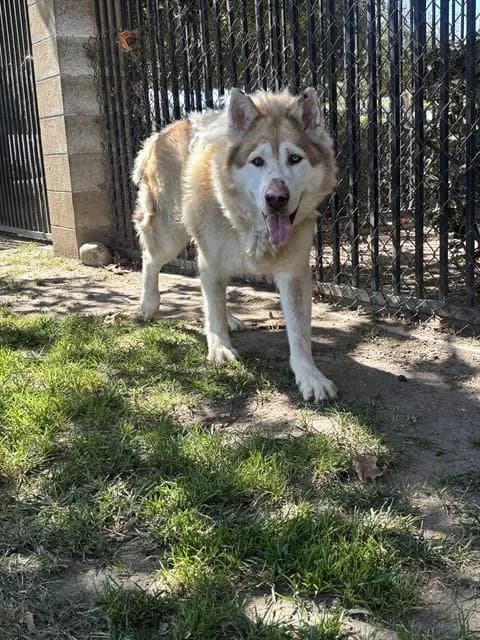 Camden Sosa - Alaskan Malamute