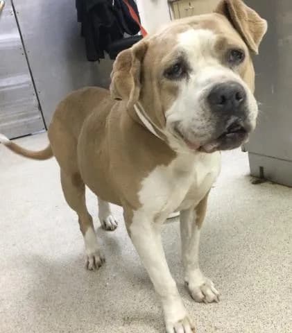 Missy - Pit Bull Terrier mix