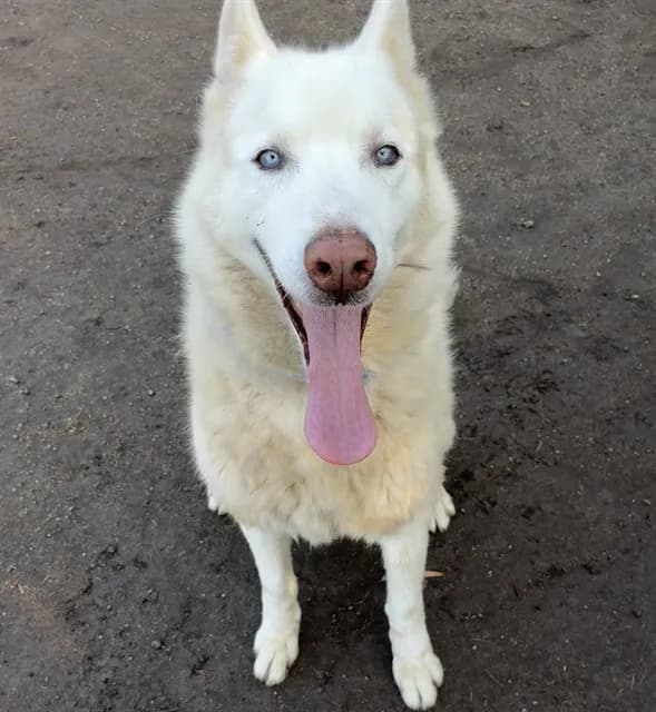 Blu - Siberian Husky