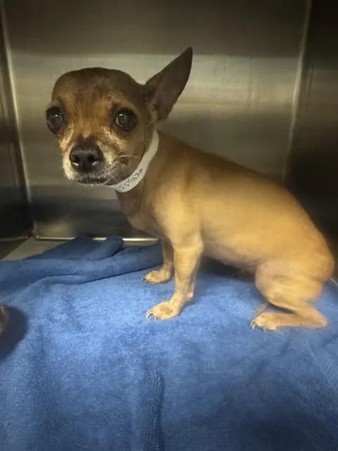 Zoey - Chihuahua - Smooth Coated