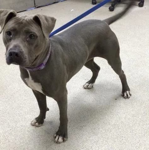 Luz - Pit Bull Terrier