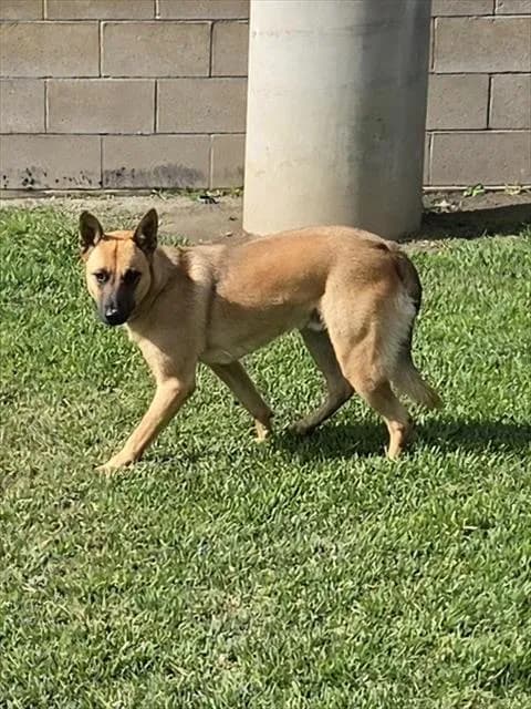 Rocky - Australian Cattle Dog mix