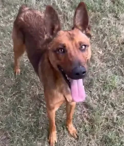 Fox - Belgian Malinois