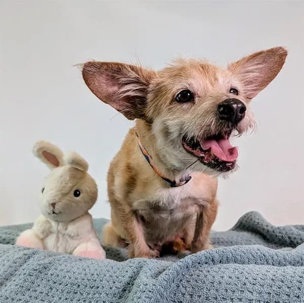 Paloma - Chihuahua - Smooth Coated mix