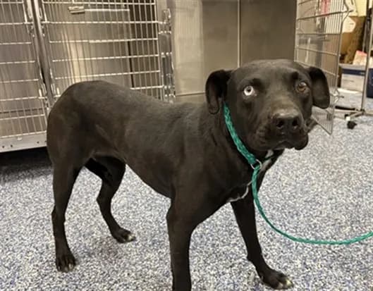 Unnamed - Pit Bull Terrier mix
