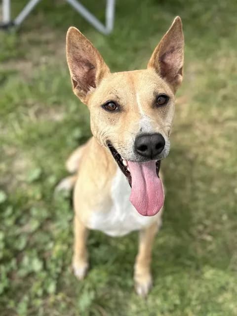 Honey - Shepherd mix