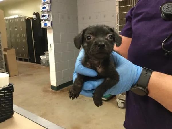Cleo - Terrier mix