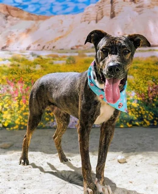 Gitana - Labrador Retriever mix
